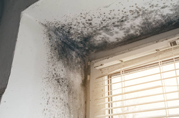 Affordable Mold Inspection And Testing solutions in Wharton, NJ